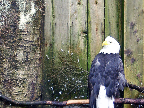 Bald Eagle